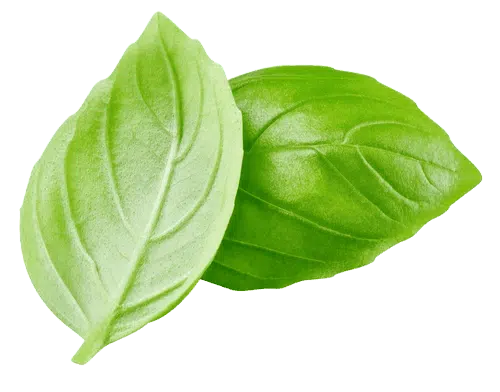 Basil