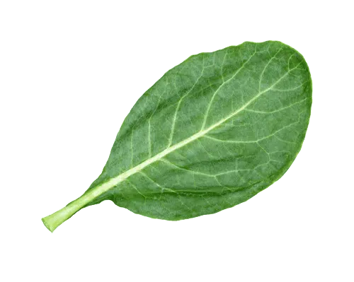 Collard Greens