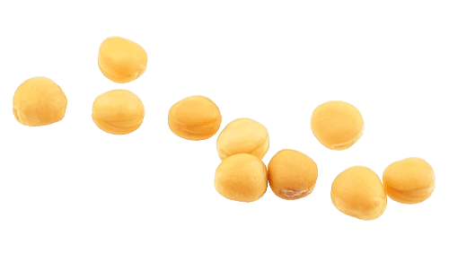 Mustard Seeds