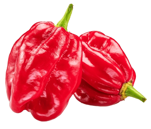 Habanero Pepper