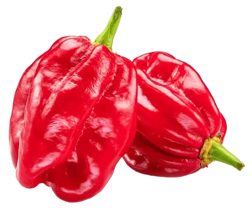 Habanero Pepper
