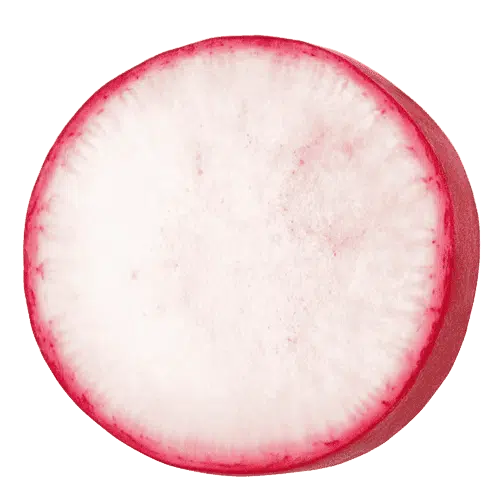 Radish