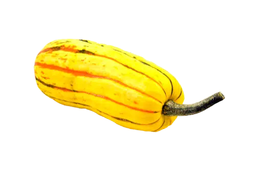 Yellow Squash