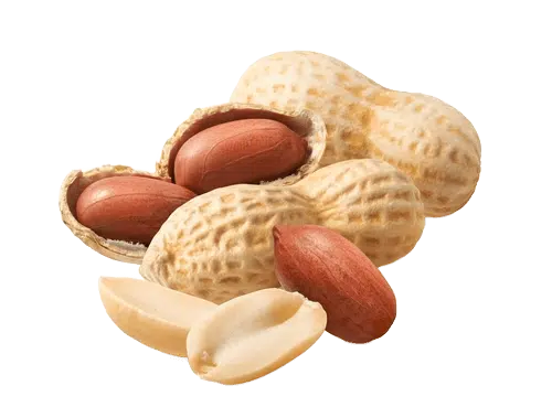Peanut