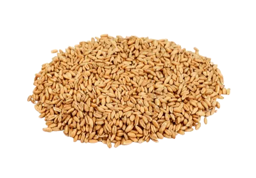 Farro