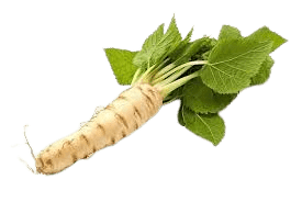 Horseradish