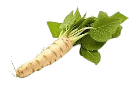 Horseradish