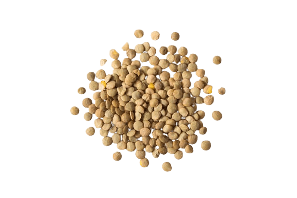 Lentils