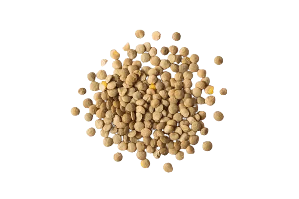 Lentils