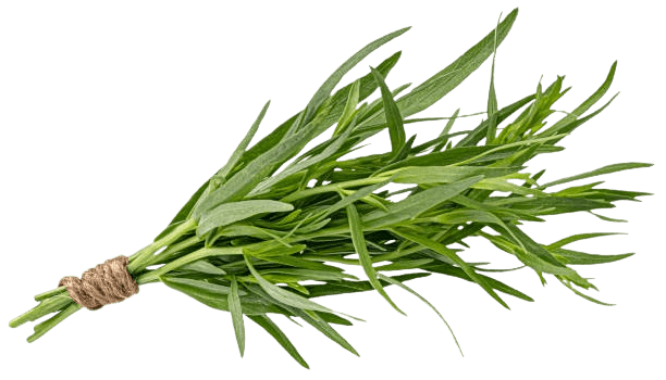 Tarragon
