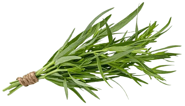 Tarragon