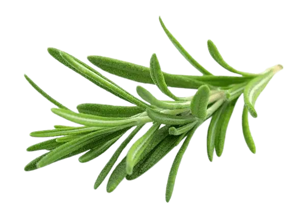 Rosemary