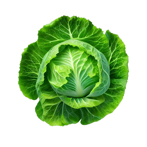 Green Cabbage