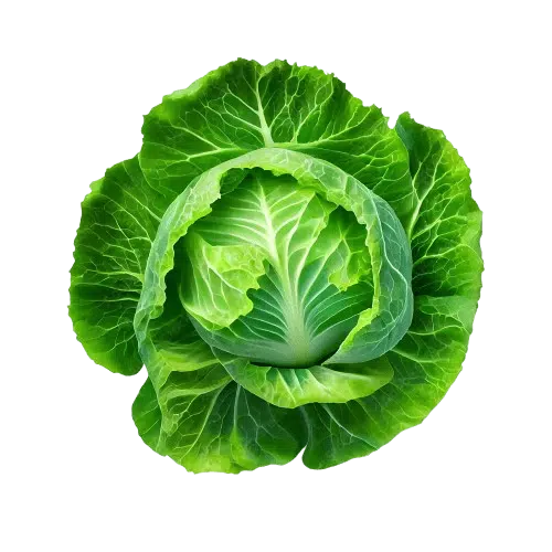 Green Cabbage