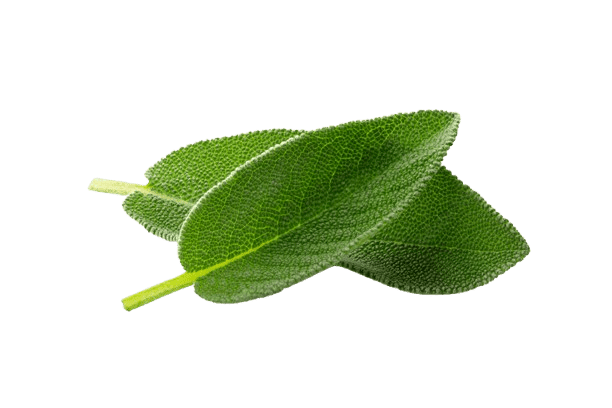 Sage