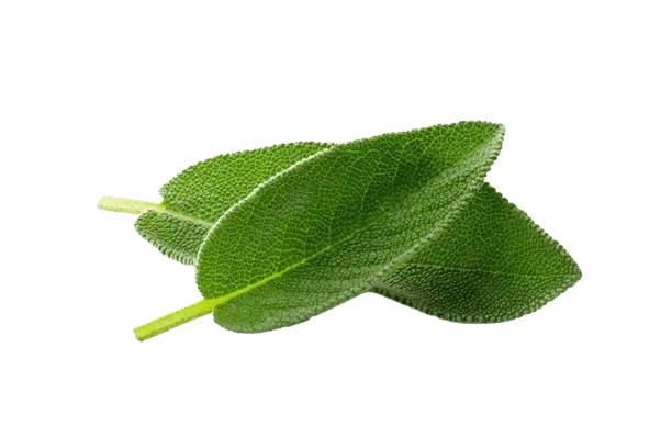 Sage