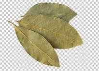 Bay Leaf