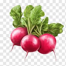 Radish