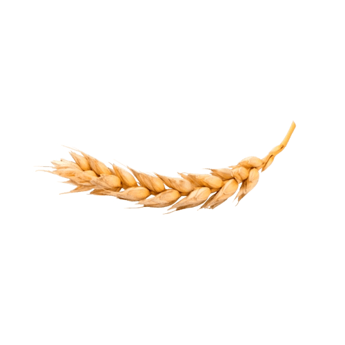 Gluten