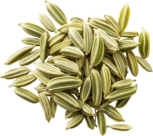 Fennel